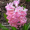 The Magic of Hyacinth sm
