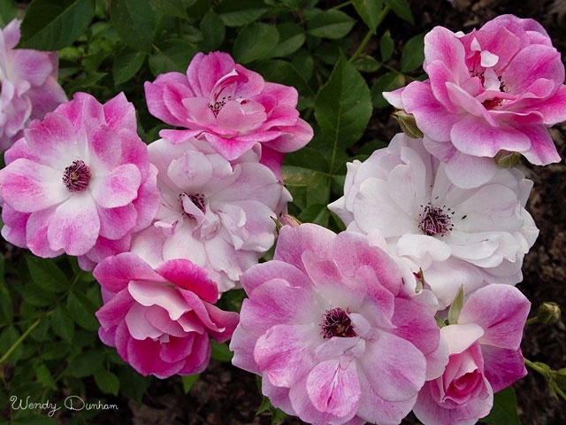 Flowers - Wendy Dunham