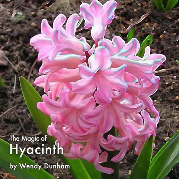 The Magic of Hyacinth album